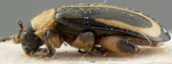 Media type: image; Entomology 18759   Aspect: habitus lateral view